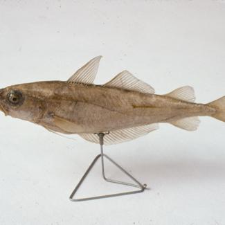 Gadus sp; inv. br. 1272