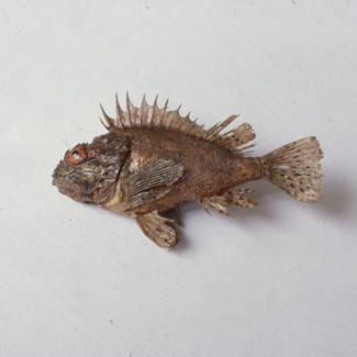 Scorpaena ustulata Lowe Bodečić crveni; inv. br. 61