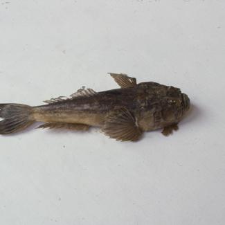 Blennius ocellaris L. Slingura dubljinka; inv. br. 65