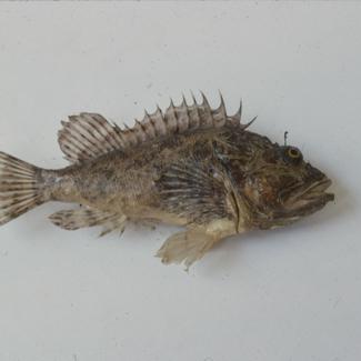 Scorpaena porcus L. Bodeč crni, škrpun; inv. br. 62