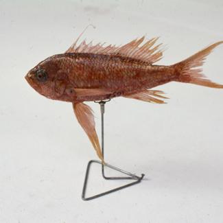 Peristedion cataphractum C. V. Kokot rožac, turčin; inv. br. 1058