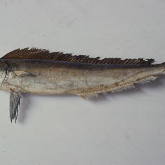 Coryphaena hippurus L. Pučinka skakavica; inv. br. 106