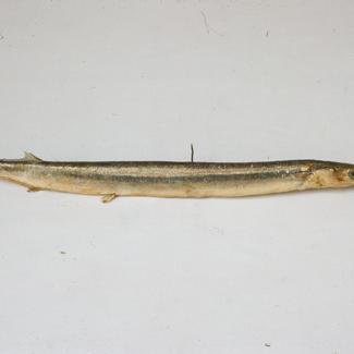 Belone acus Risso Igla; inv. br. 125