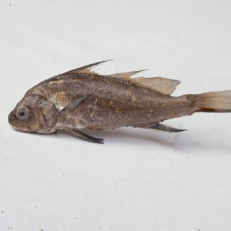 Heliases chromis Gthr Crnelj; inv. br. 86