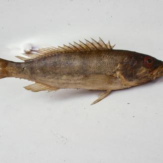 Serranus cabrilla Cuv. Kanjac; inv. br. 112