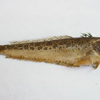 Trachinus araneus C. V. Pauk crnac; inv. br. 78