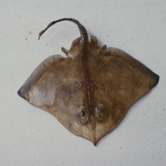 Raja (bicolor Risso) alba Lac Raža, volina bjelica; inv. br. 1043