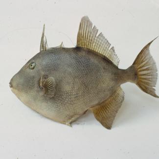 Balistes capriscus L. Gm. Kostorog; inv. br. 1059