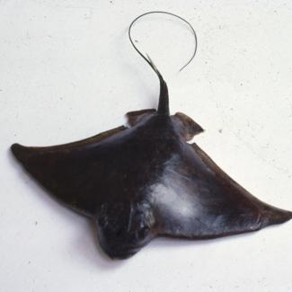 Myliobatis aquila Dum Golub kosir; inv. br. 1055