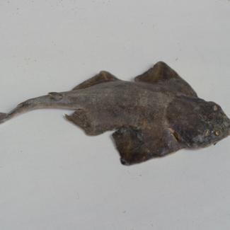 Squatina squatina L. Sklat; inv. br. 1065