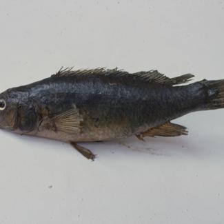 Crenilabrus pavo C. V. Smokvica; inv. br. 80