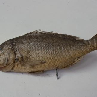 Dentex dentex Lin Zubatac; inv. br. 101