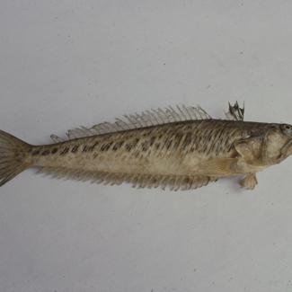 Trachinus draco Lin Pauk bijelac; inv. br. 77