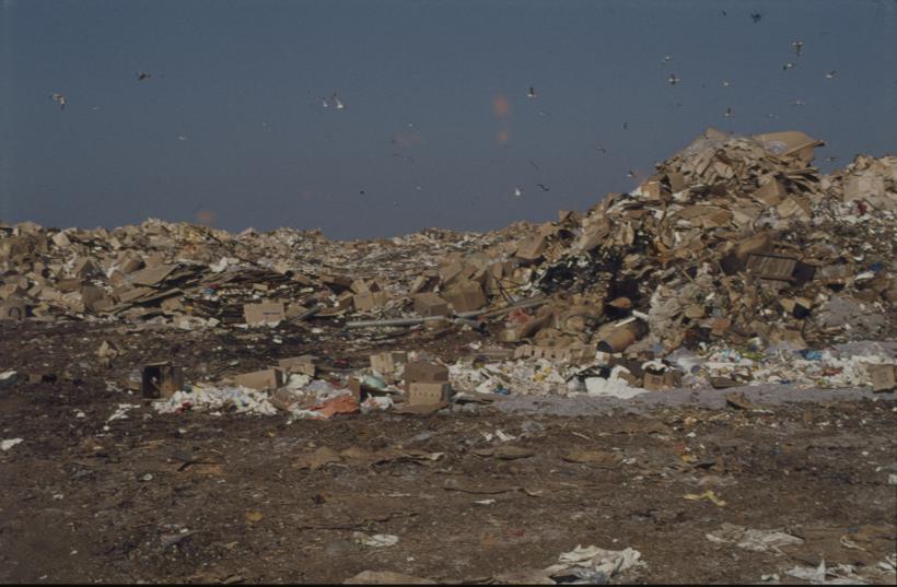 Gradski deponij - lijevo visoka hrpa smeća i u pozadini nadlijeću galebovi