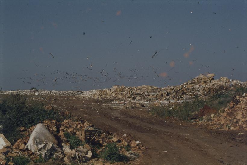Naslage smeća desno kao lanac; 13 h; galebovi u potrazi za hranom; gradski deponij