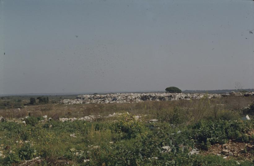 Smeće u hrpi okruženo zelenilom, Gradski deponij; bor u pozadini