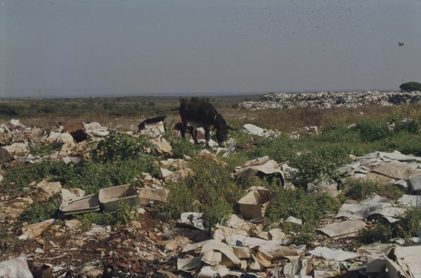 Gradski deponij, magarac u potrazi za hranom