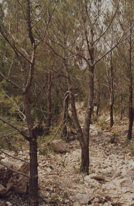 Iskrčen pojas zbog vodovoda i kanalizacije 3-10 m od mora