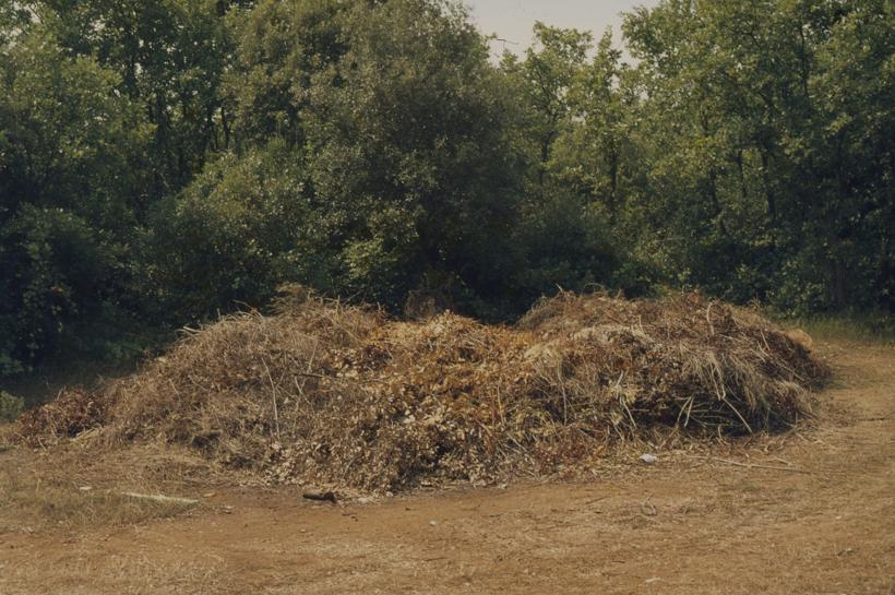 Suho granje pored šume