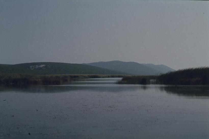 Vransko jezero - trska na sjeverozapadnom dijelu