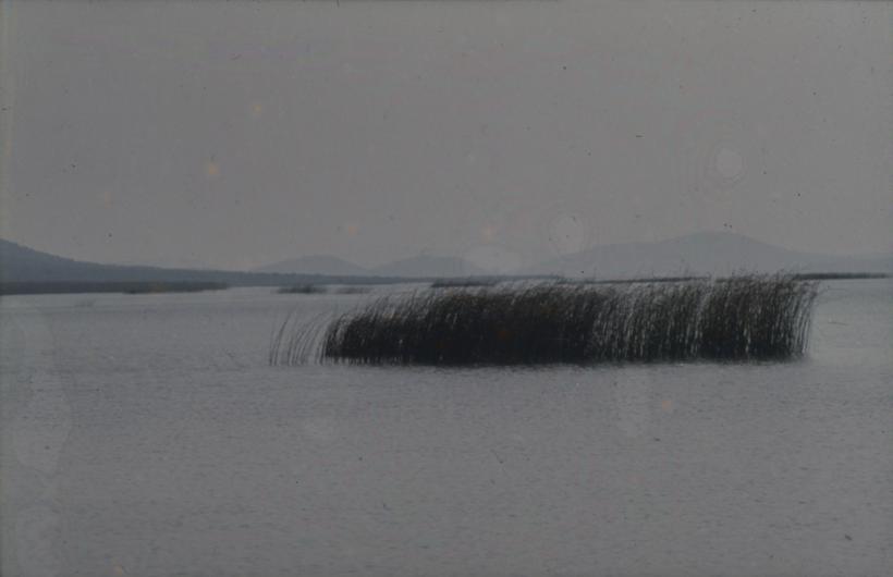 Vransko jezero - rubni dio pojasa trske