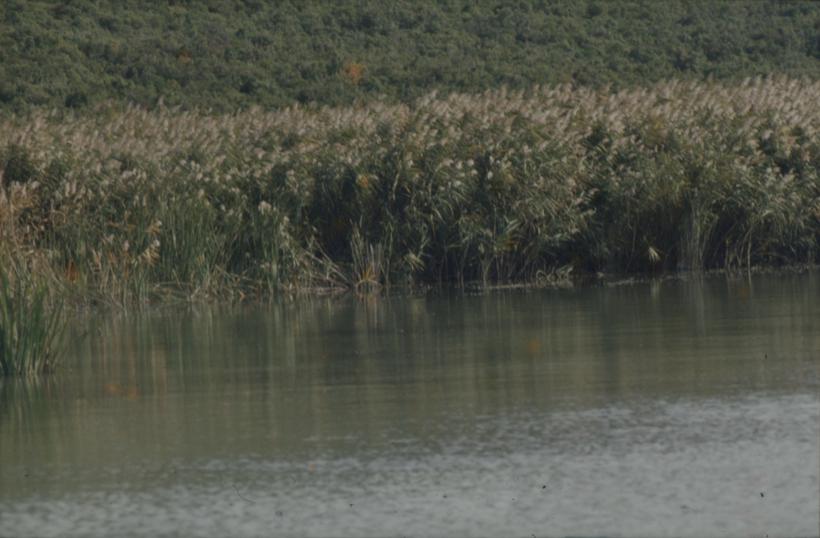 Vransko jezero - u pozadini makija