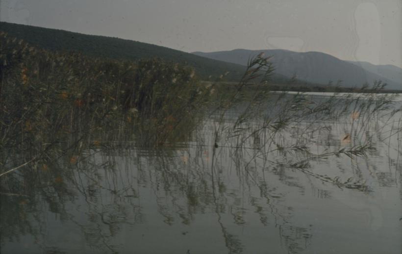 Vransko jezero - jezero kroz trsku