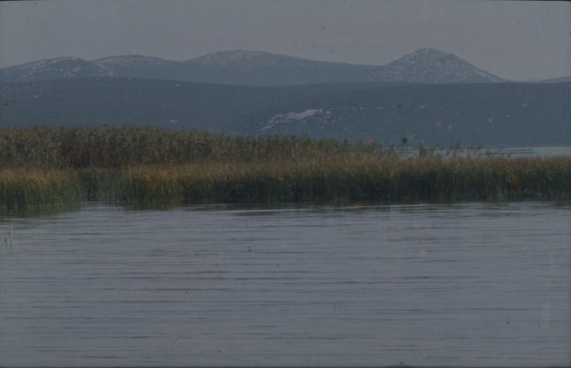 Vransko jezero - trska u sjeverozapadnom dijelu