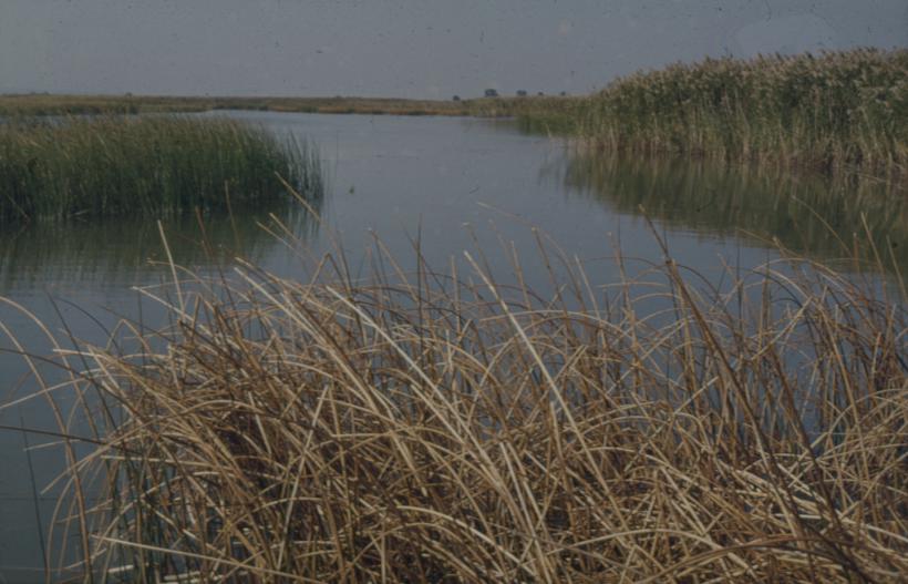 Vransko jezero - pogled iz trske prema jugozapadu