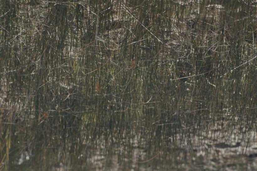 Vransko jezero - trska