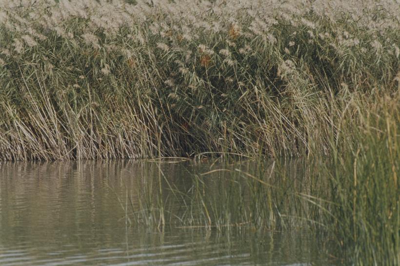 Vransko jezero - gustiš