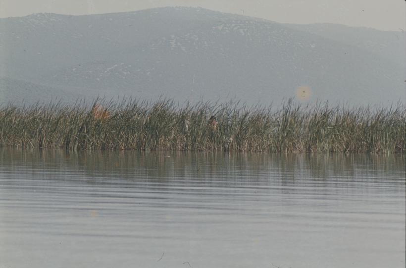 Vransko jezero - trska - sumaglica