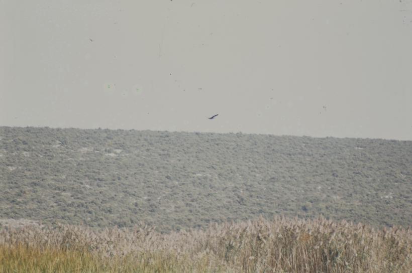 Makija iznad Vranskog jezera