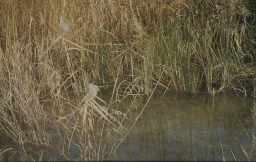 Trska u sjeverozapadnom djelu Vranskog jezera
