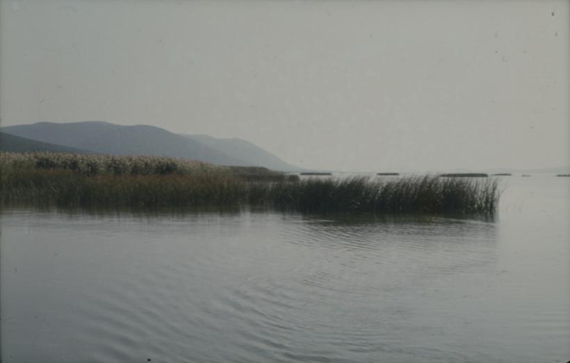 Vransko jezero - trska u vodi