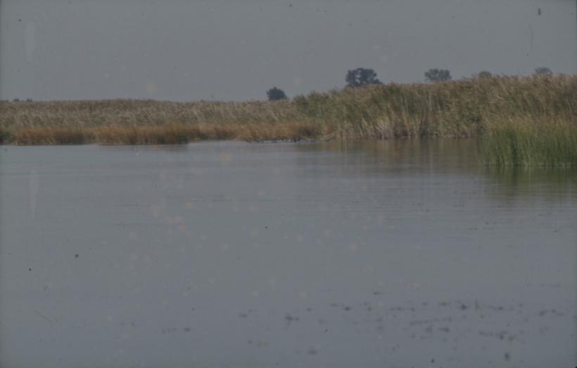 Vransko jezero - trska; liske