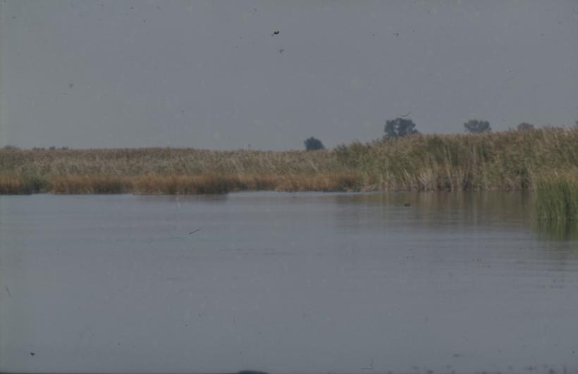Vransko jezero; trska