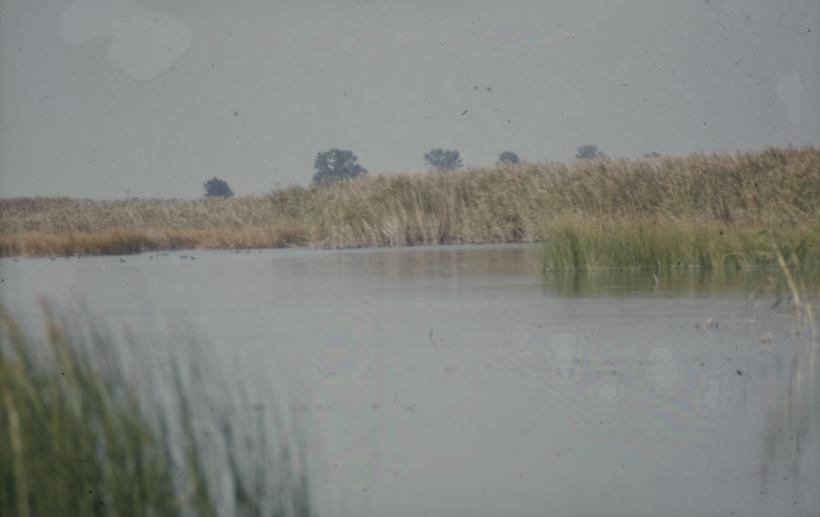 Vransko jezero: liske pored trske