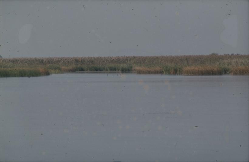 Vransko jezero - trska