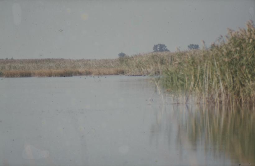 Vransko jezero - liske u vodi