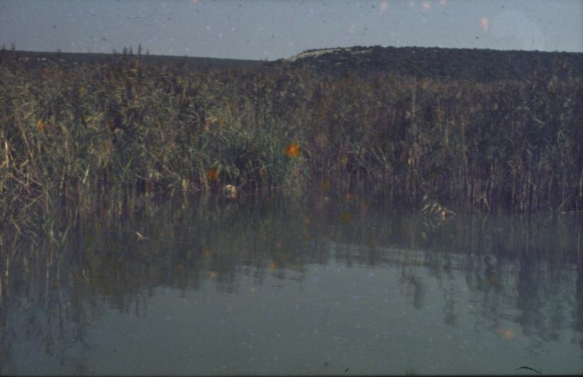 Vransko jezero - trska