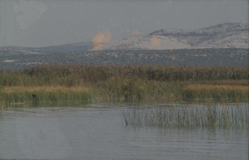 Vransko jezero - sjeverozapadni dio; kroz trsku prema brijegu