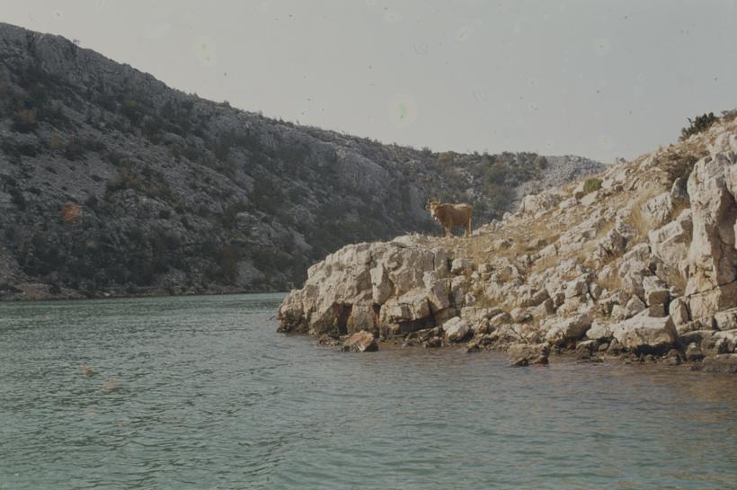 Kanjon Zrmanje iznad Obrovca krava na stijeni pored vode