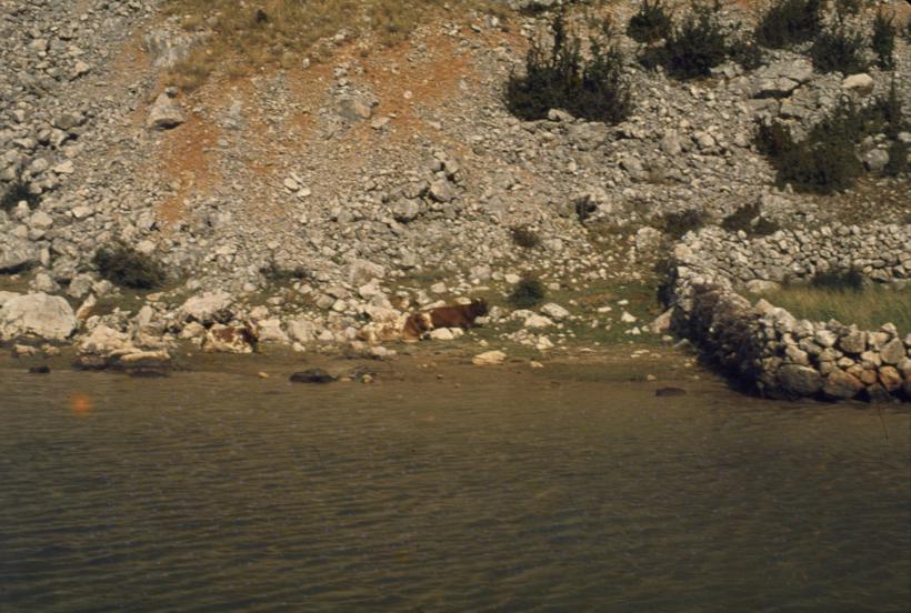 Škrti pašnjaci pored rijeke na desnoj obali  između Obrovca i Jankovića buka; krava se odmara pored ograde