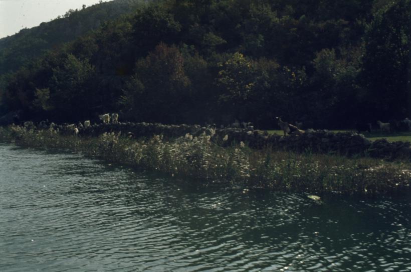 Koze na livadi pored vode iznad Obrovca