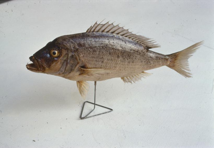 Dentex vulgaris Zubatac (sign D. dentex); inv. br. 1268