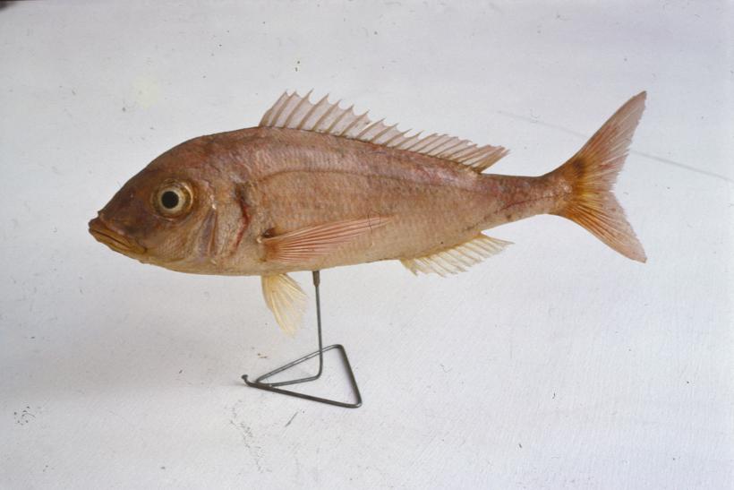 Pagellus erythrinus C. V. Rumbac, arbun rumbac; inv. br. 1053