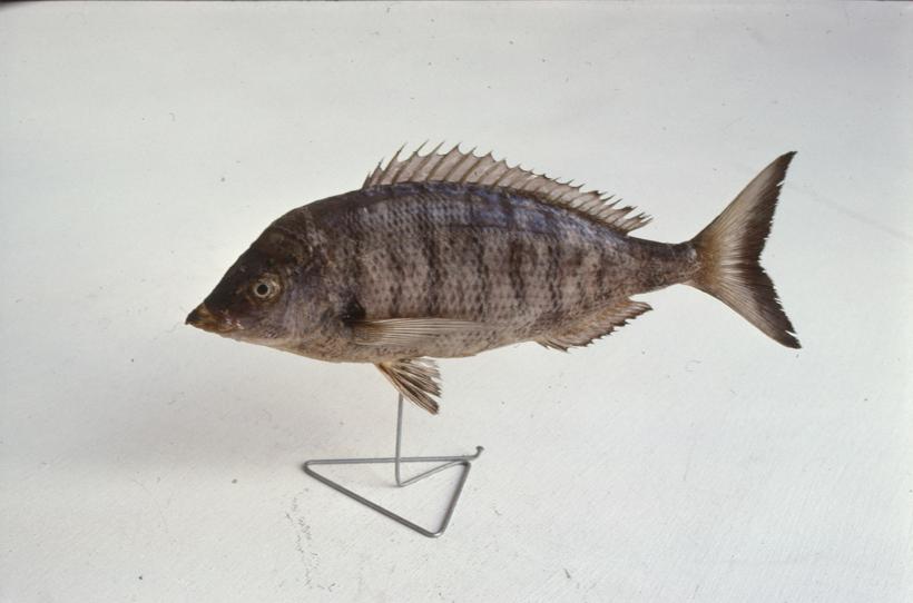 Charax puntazzo C. V. Šiljac, pic; inv. br. 1267