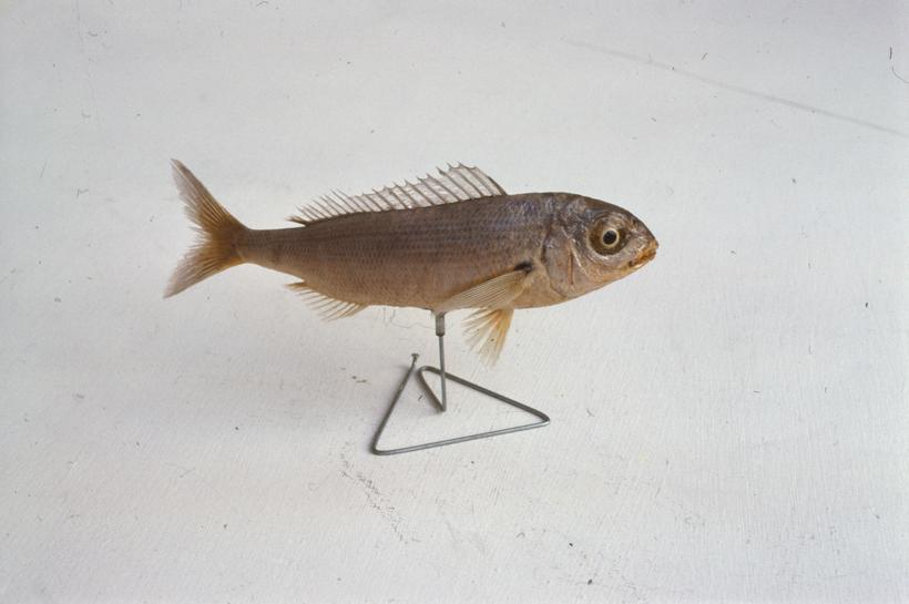 Pagellus acarne C. V. Rumbac grbić; inv. br. 1292