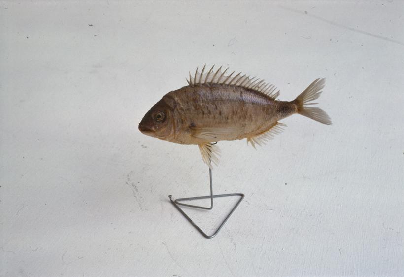 Sargus annularis Geoffr Kolorep, špar; inv. br. 1266